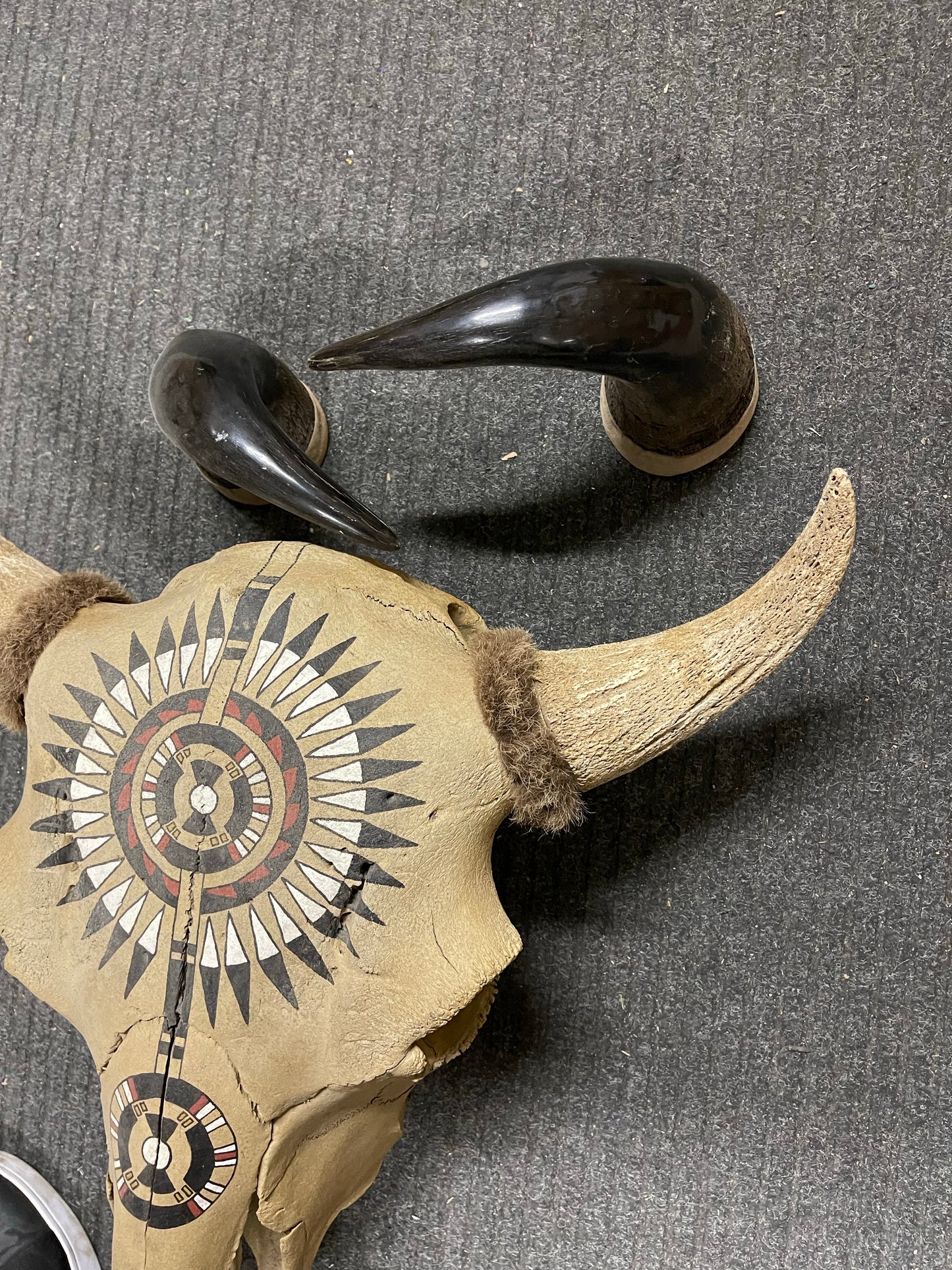 Bull decorative skull with horns ready to hang